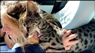Are They Dangerous as Adults?  - F1 Savannah Cat