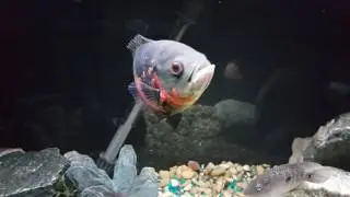 Oscar Cichlid | Growth rate out of this world! Available to watch 1080p