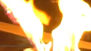 Попугай на хот-доге)  (NOTELROUST NON-OFFICIAL)
