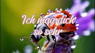 Ich mag dich so sehr Gruß 🌞 | Zum Teilen auf WhatsApp & Co