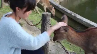 VLOG #2: Attacked By A Deer LOL | Japan (Part 2) - Himeji + Nara + Osaka