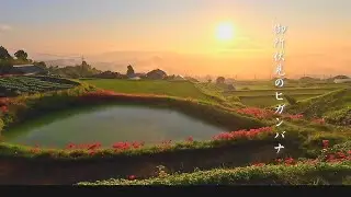 御所伏見のヒガンバナ Higanbana flowers in Gose