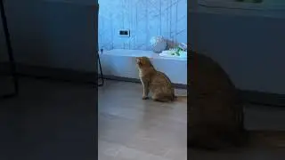 Странные звуки в комнате...