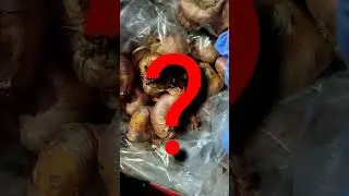 ☝️🧐НУЖНО ЛИ ПРОРАЩИВАТЬ ГЛАДИОЛУСЫ?🤔