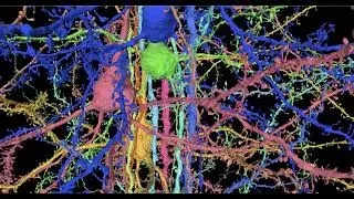 dendrites that rise together