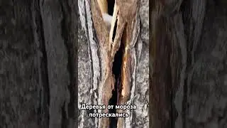 Дерево лопнуло от мороза!