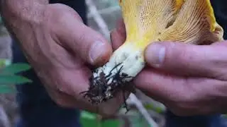 Chanterelle Mushroom Picking near Sweet Home, OR