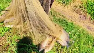 bigfishhunting ట్రైలేటా in pounds #bigfish, #fishing, #fishunting, #fish, #veta