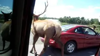 Parc safari au québec 7 août 2012 part 7