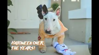 Happy Halloween! Rocky's costumes over the years!