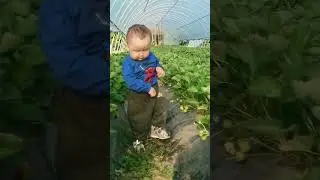 Мой Помощник. ПОДПИШИТЕСЬ НА КАНАЛ. Клубника в теплице.