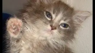 Feeding time for kittens
