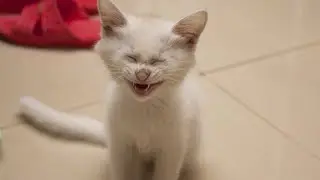 Cat processing...failed!