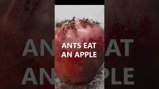 Ants eat an apple 🐜🍎