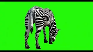 ZEBRA #8 || GREEN SCREEN || 4k || ANIMATION  || FREE 3D