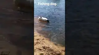 Fishing dog.