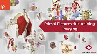 Primal Pictures title training: Imaging