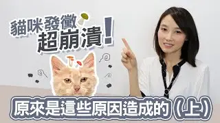 【貓咪發黴超崩潰，原來是這些原因造成的（上）】