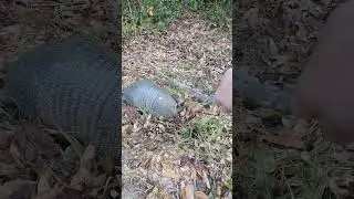 Wildlife Armadillo Buffet Invasion! Not my pet!  #shorts #wildlife