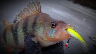 УБИЙЦА ГОРБАЧЕЙ😱! ЛУЧШИЙ БАЛАНСИР ДЛЯ ЛОВЛИ КРУПНОГО ОКУНЯ.