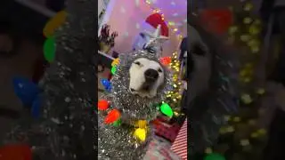 Chipi chipi chapi chapi dubi dubi dabi dabi 