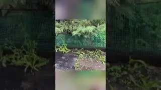 😱 Дождь практически весь май! Зато есть время заняться домашними делами!🤗     #shorts