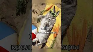 Как спасти кролик от жары ☀️