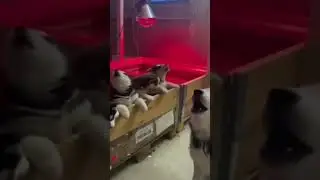 Husky dog