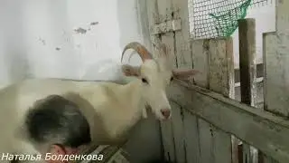Дойка коз.Козовник.Содержание коз.У Нади в Тавде.