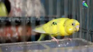 MOTHER LOVE BIRD FEEDING HER BABIES....NEW BORN BABY BIRDS