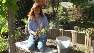 Дицентра. Посадка и уход.