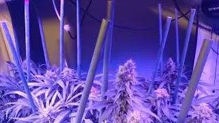 Cannabis showdown: amnesia og, orange sherbet, gelato#33