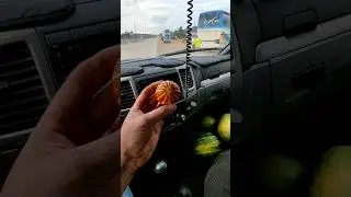 Соль-Илецк декоративная дыня