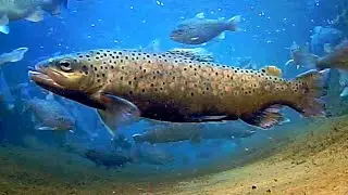 Ohrid Trout Feeding