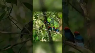 Командная работа по соблазнению. Синий манакин.