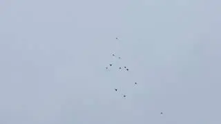 #Pigeon