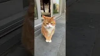 😻Остатки еды решил зарыть❗️