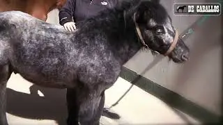 Pony chilote 