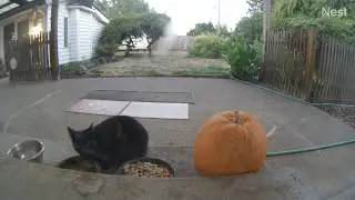Another fine morning moment with KiKi Panther! (mMc 2657)