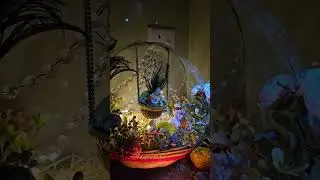 Ladoo Gopal at Home #Janmashtami #dahi