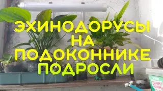 ЭХИНОДОРУСЫ ПОДРОСЛИ