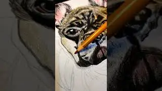 РИСУЕМ СОБАКУ ЦВЕТНЫМИ КАРАНДАШАМИ УРОК DRAWING TUTORIAL