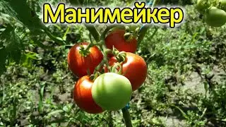 Томат Манимейкер - отличная альтернатива Толстому