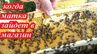 Матка перейдет в магазин, если нет решётки?