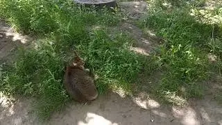 Коты. Уставшие. (26.05.2021)
