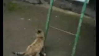 Тигран RIP упал с лестницы