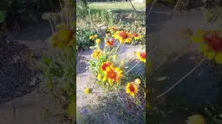 Гайлардия- не прихотливый многолетний цветок🌼