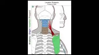 Levator Scapula - Anatomy Perspective