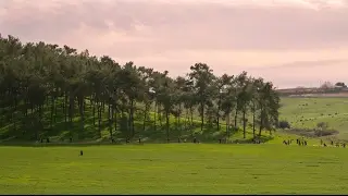 The Green Winter - C4K with the Olympus E M1 II - Video sample test