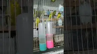 Colorful Birds 